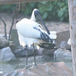 Spoonbill x Ibis Hybrid (?) at Grugapark, 17/06/19