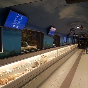 Smaller tanks and shell-collection