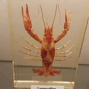 Nephrops norvergicus - specimen