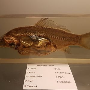 Fish-anatomy - in Dutch
