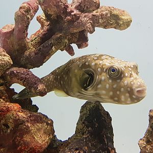White-spotted puffer - Arothron hispidus