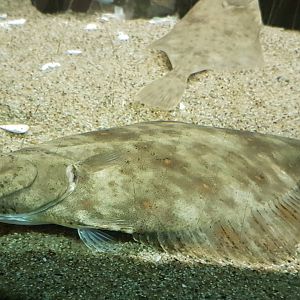 Flat-fish ID