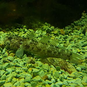 Fish ID
