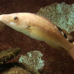 Labrus mixtus - female