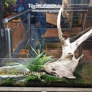 Enclosure Ambystoma tigrinum