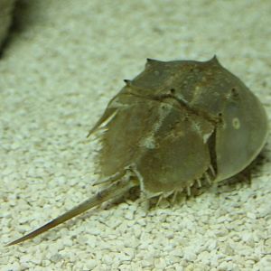 Horseshoe crab - Limulus polyphemus