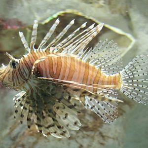 Lionfish