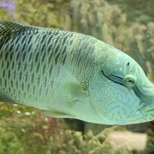 Immature Humphead wrasse - Cheilinus undulatus