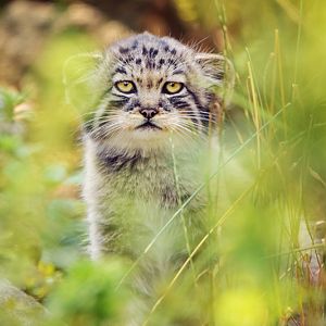 Pallas's cat kitten