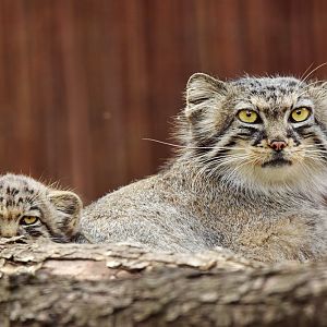 Pallas's cats