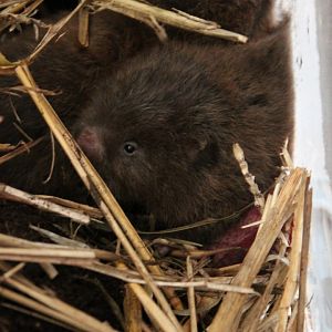 Lesser bamboo rat (Cannomys badius)