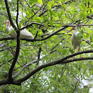 Wild Ibises In the Trees
