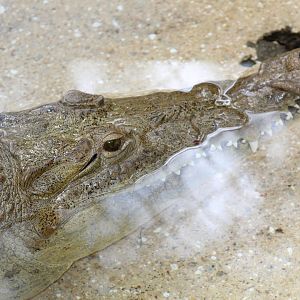 American Crocodile