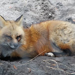 Red Fox