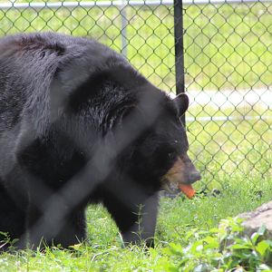 American Black Bear