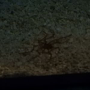 Sea Spider ID?