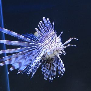 Red Lionfish (Pterois volitans)