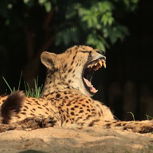 Yauning Cheetah (Mai 2018)