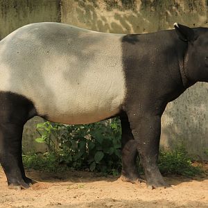 Malayan Tapir (Mai 2018)