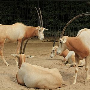 Scimitar-horned Oryx (May 2018)