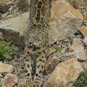 Snow Leopard (May 2018)