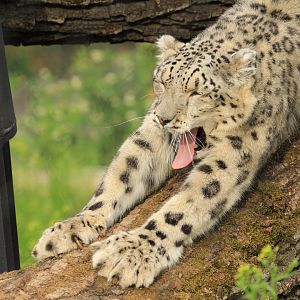 Snow Leopard (May 2018)
