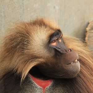 Gelada Baboon (May 2018)