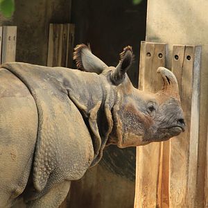 Great Indian Rhinoceros (May 2018)