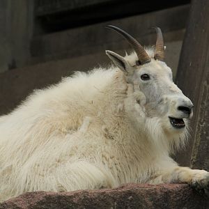 Mountain Goato (May 2018)