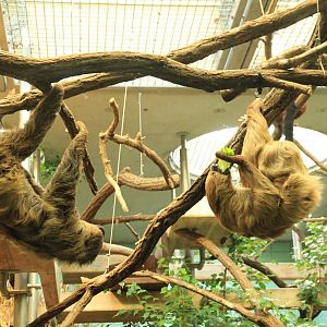 Southern Two-toed Sloth with Baby (December 2018)