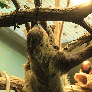 Southern Two-toed Sloth with Baby (December 2018)
