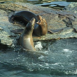 California Sea Lion in former Polar Bear enclosure (December 2018)