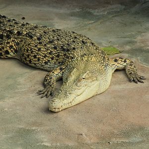 White Saltwater Crocodile (December 2018)
