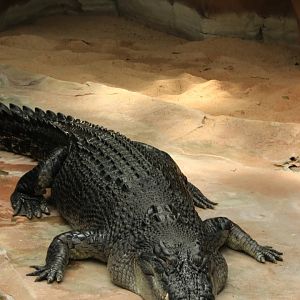 Giant Saltwater Crocodile (4.6 meter long, 500kg heavy) (May 2019)