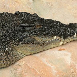 Giant Saltwater Crocodile (4.6 meter long, 500kg heavy) (May 2019)