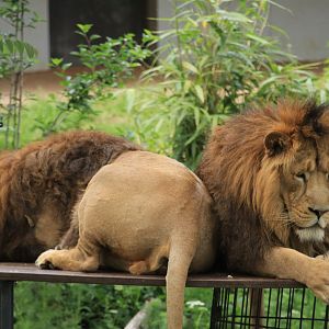 Asian lions (May 2019)