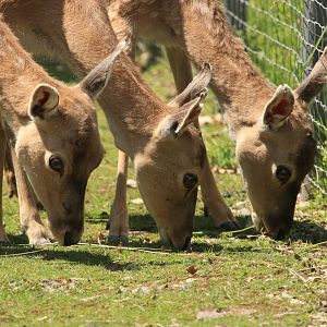 Persian Fallow Deer (May 2019)