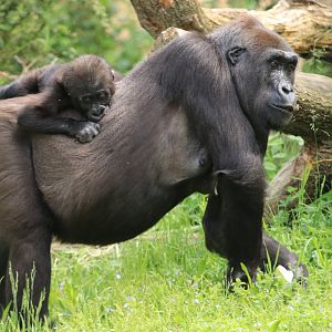 Western Lowland Gorilla (May 2019)