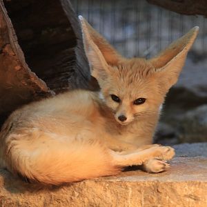 Fennec Fox (May 2019)