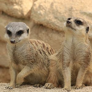 Meerkats (May 2019)