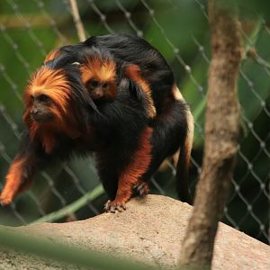 Golden-headed Lion Tamarin (May 2019)