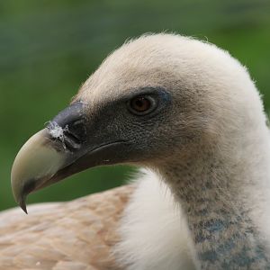 Griffon Vulture (May 2019)