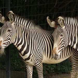 Grevy's Zebra (May 2019)