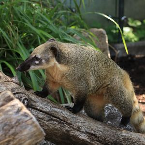 South American Coati (May 2019)