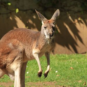 Red Kangaroo (May 2019)
