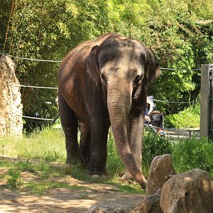 Asian Elephant (May 2019)