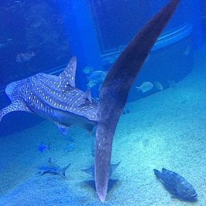 Whale shark