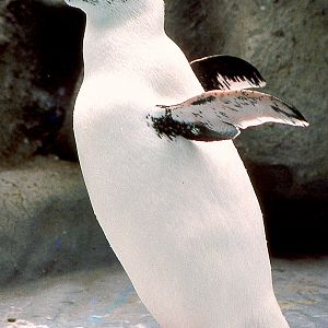 Almost white penguin; Cologne; late 1980s
