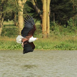 African Fish Eagle - Lake Naivasha (September 2018)