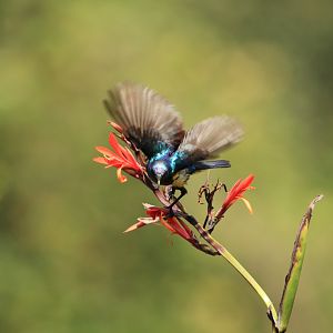 Sugarbird - Great Rift Valley (September 2018)